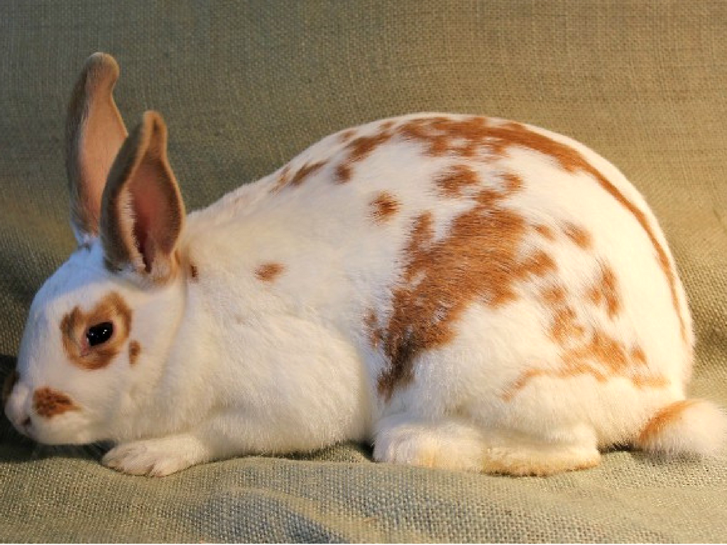 New Zealand Rabbit