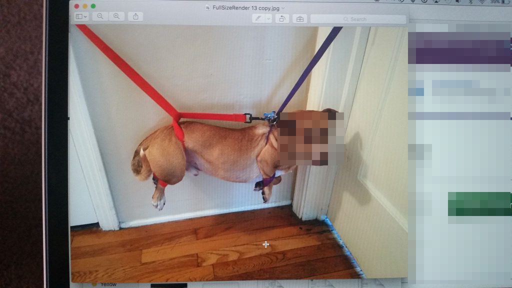 Fresno Man Sentenced for Animal Cruelty 2