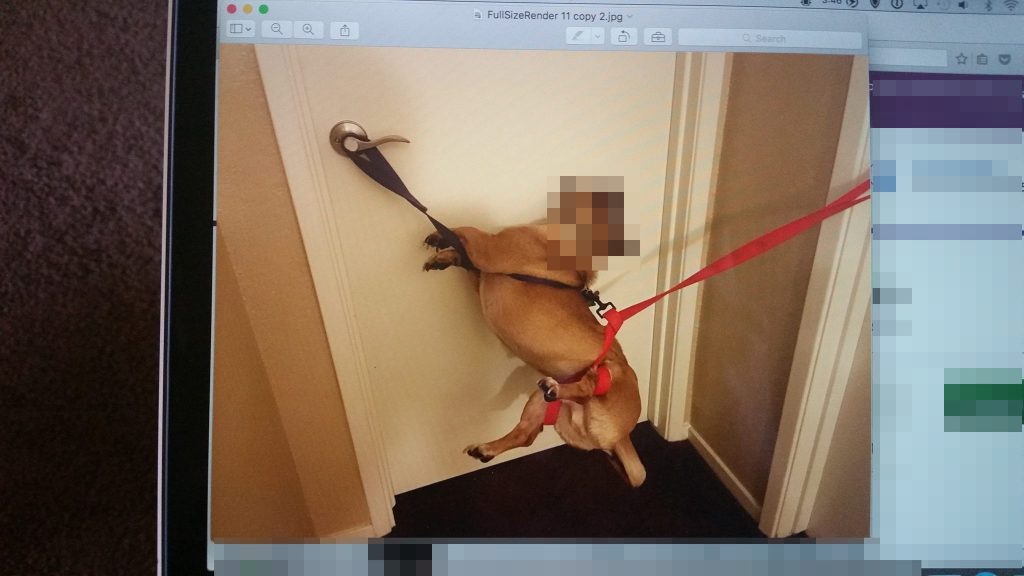 Fresno Man Sentenced for Animal Cruelty 6