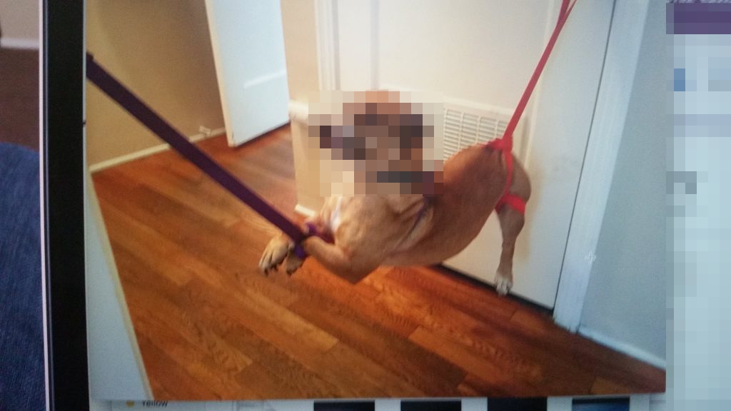 Fresno Man Sentenced for Animal Cruelty 5
