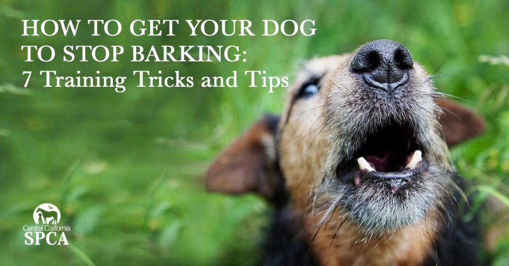 How to get your dog to stop barking- 7 Training Tricks and Tips