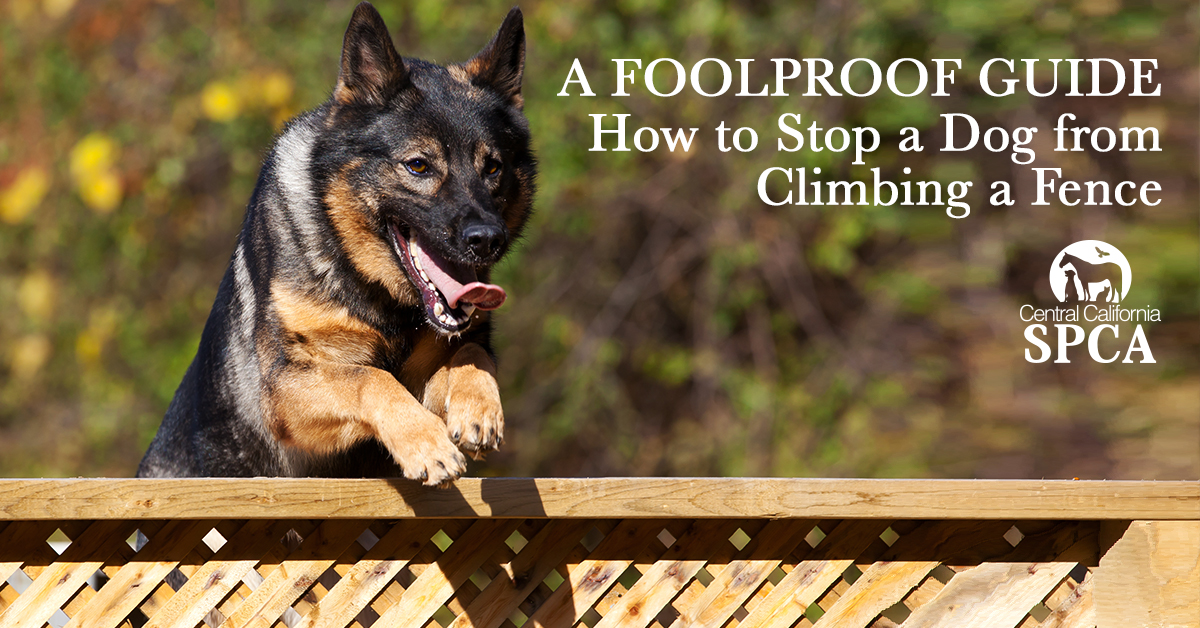 A Foolproof Guide How to Stop a Dog from Climbing a Fence