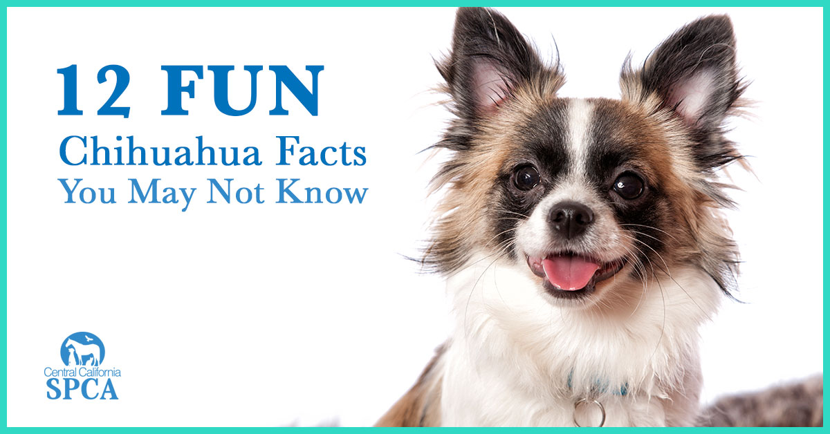 12 Fun Chihuahua Facts You May Not Know
