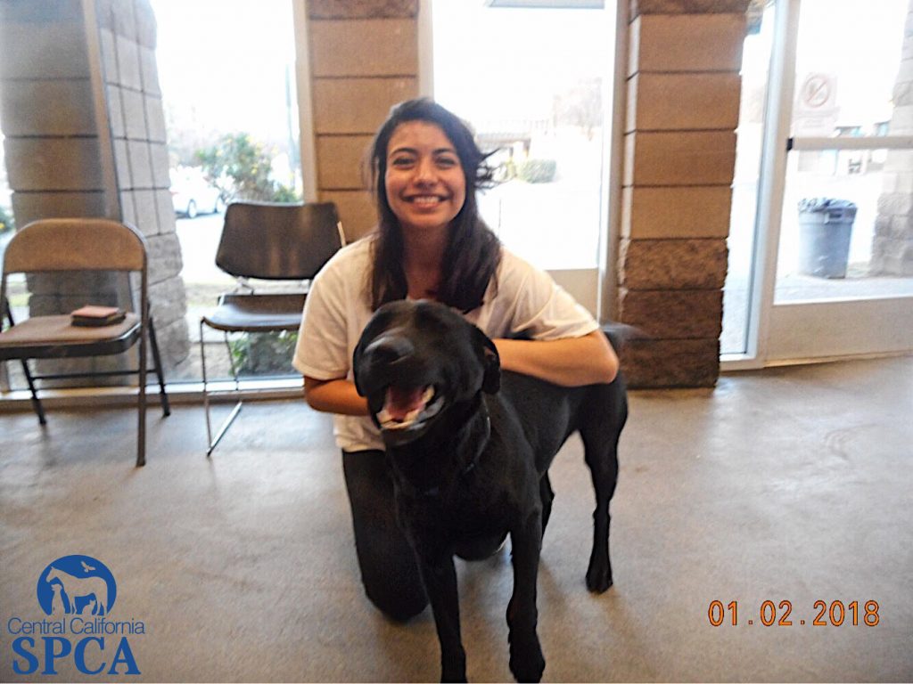 CCSPCA Reunites Lost Dogs With Happy Owners