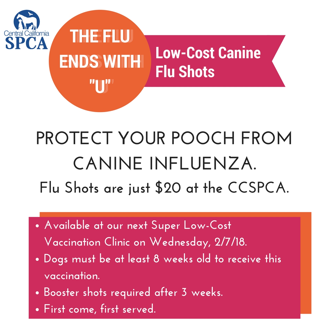 Canine Flu