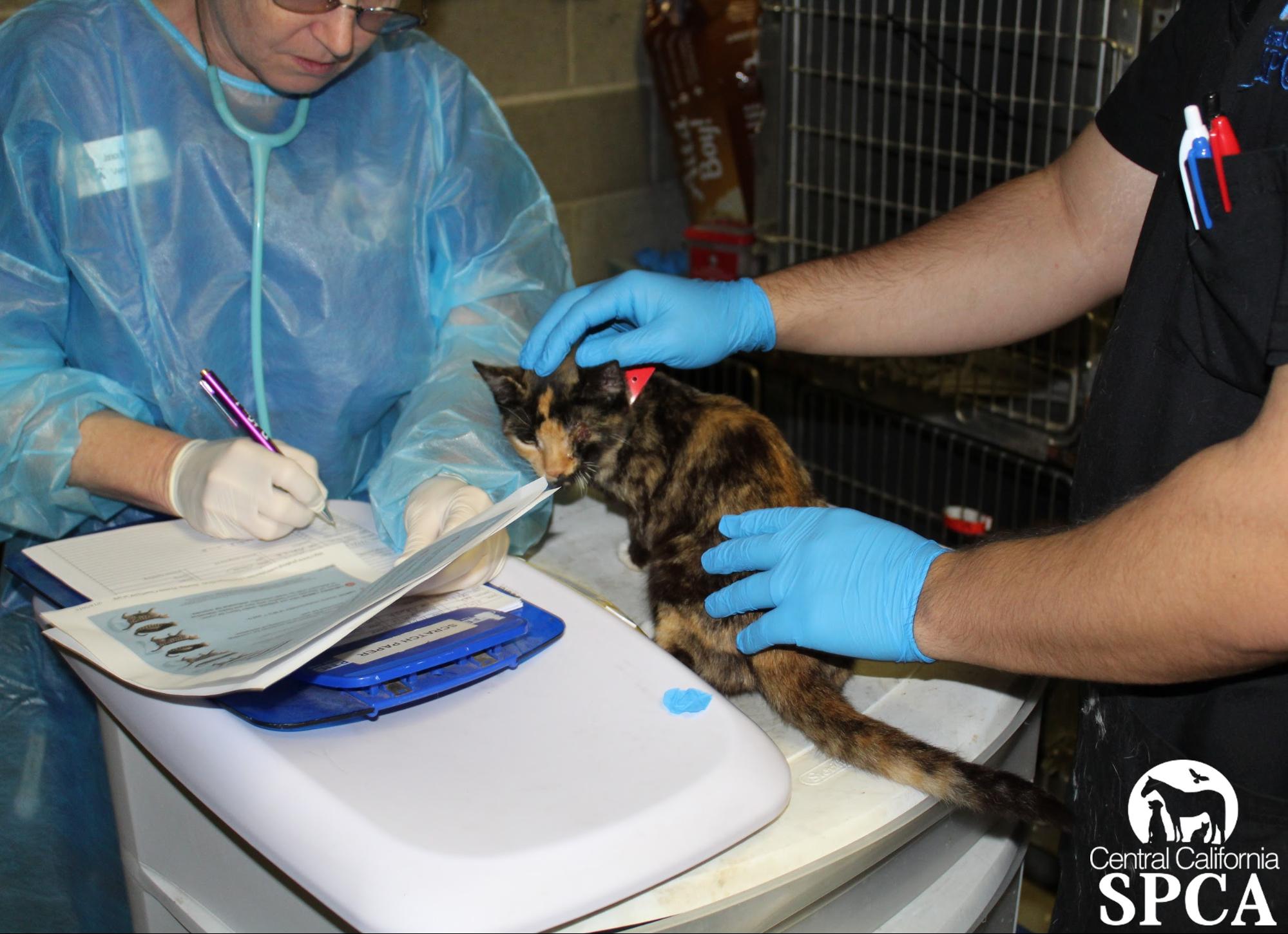 Update-Animals Seized from Miramonte Property Have Multiple Medical Issues
