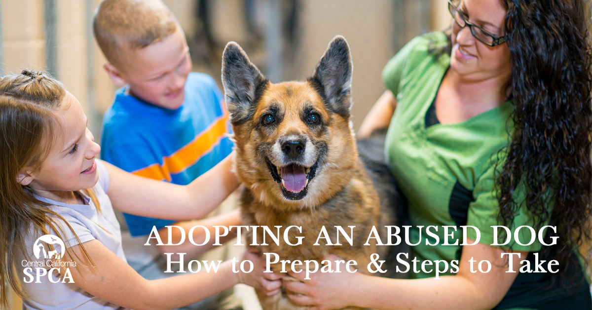 Adopting an Abused Dog (How to Prepare & Steps to Take)
