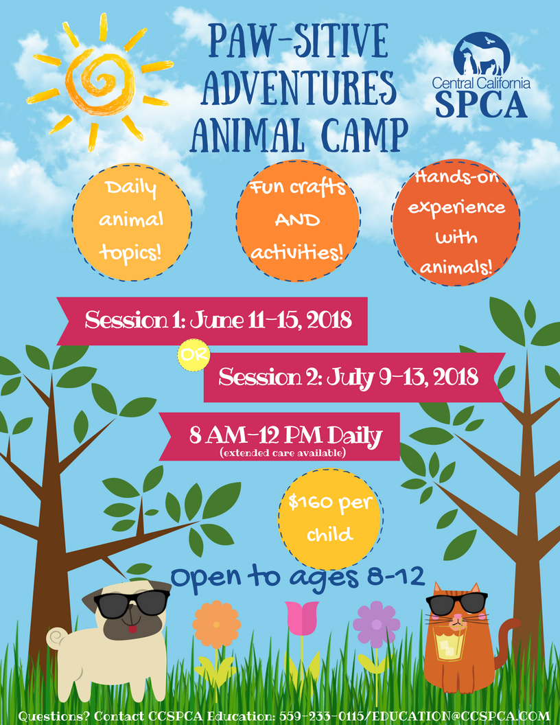Pawsitive Adventures Summer Camp