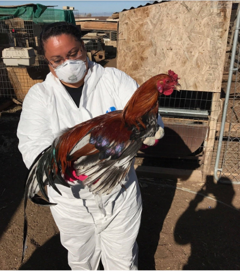 CCSPCA Humane Officers Assist spcaLA in Game Bird Bust
