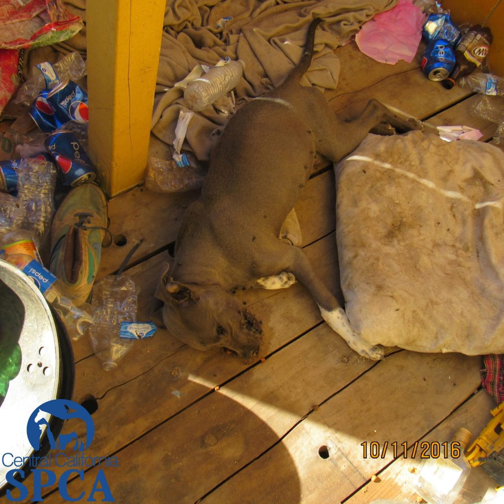 Suspect Found Guilty in Humane Investigation Case of Deceased Pit Bull