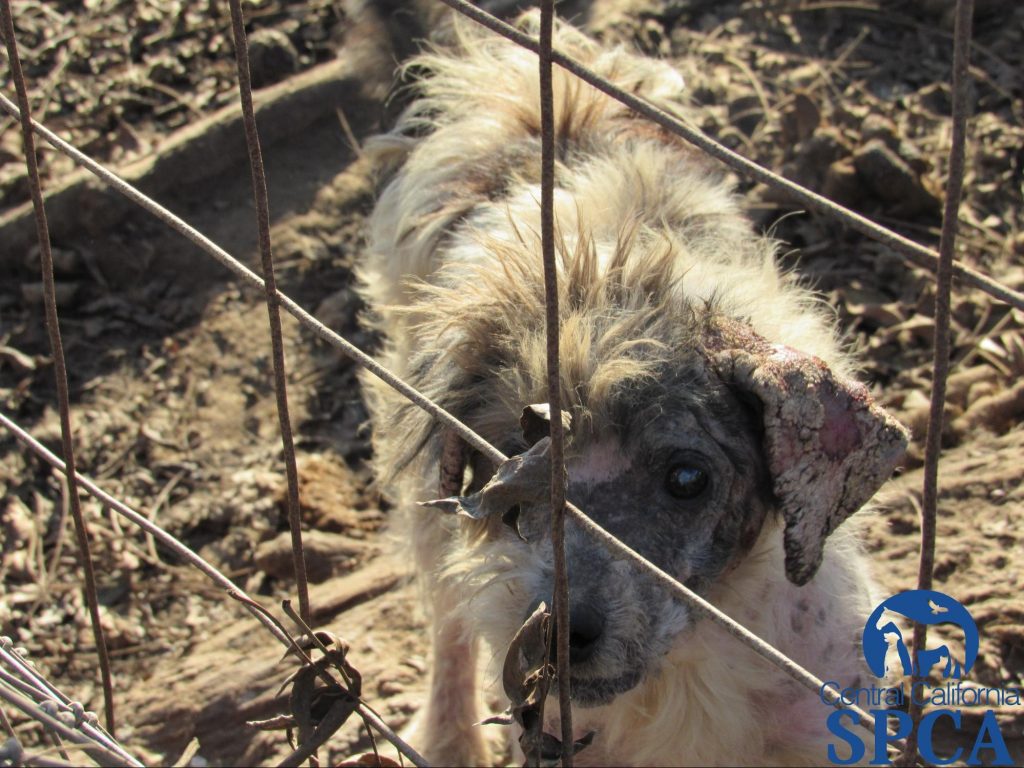 383 Neglected Animals 7