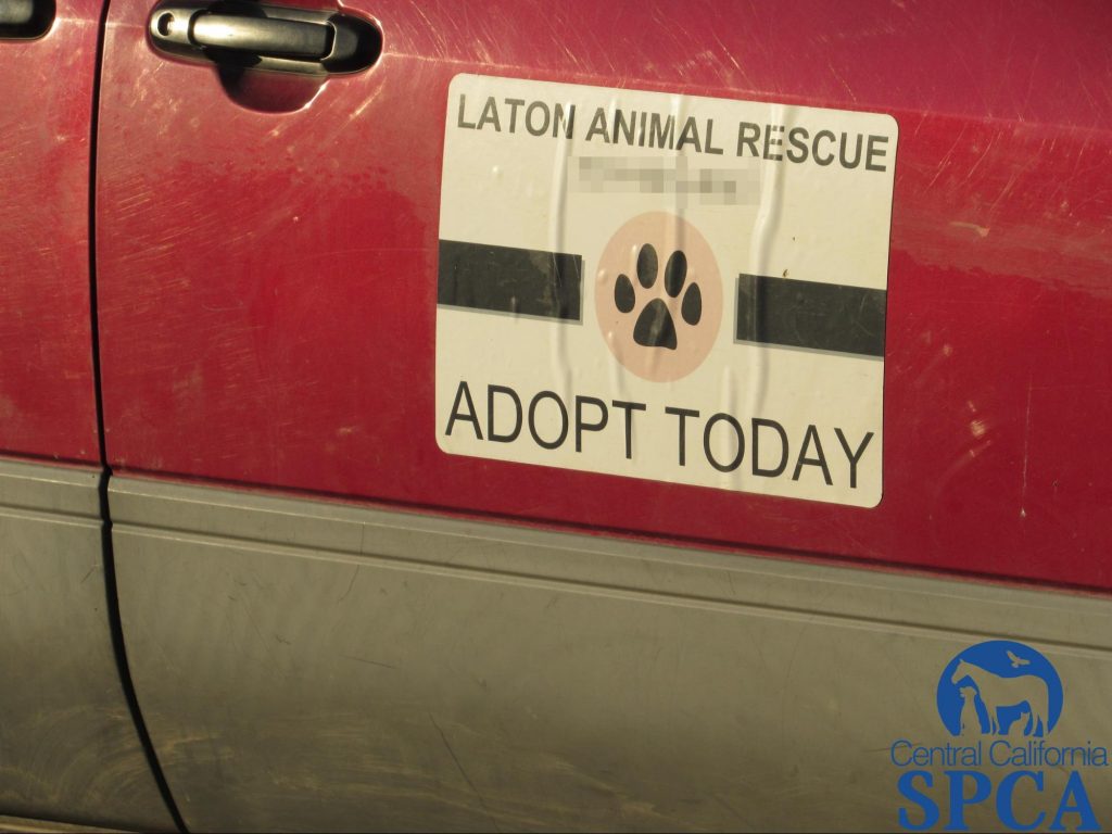 383 Neglected Animals 5