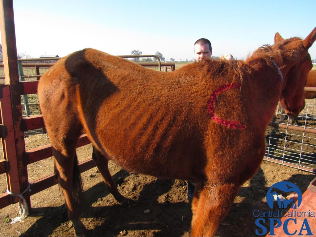 383 Neglected Animals