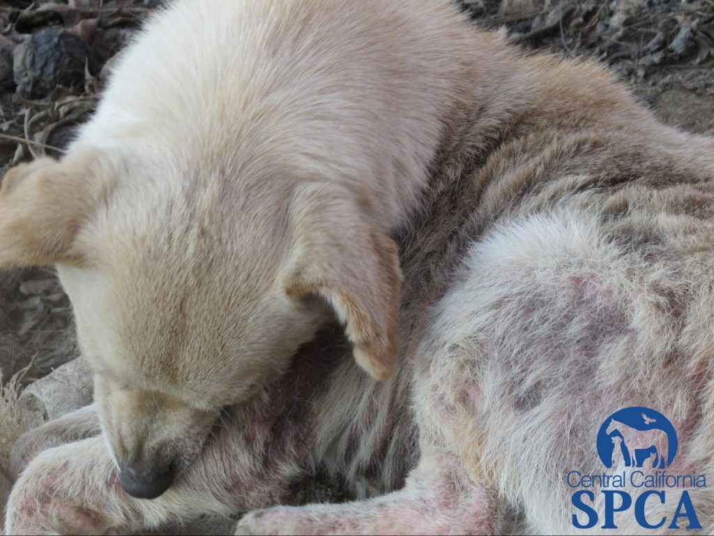 383 Neglected Animals 3