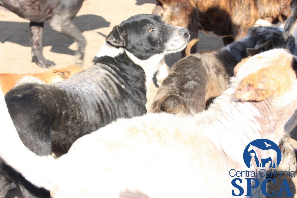 383 Neglected Animals 2