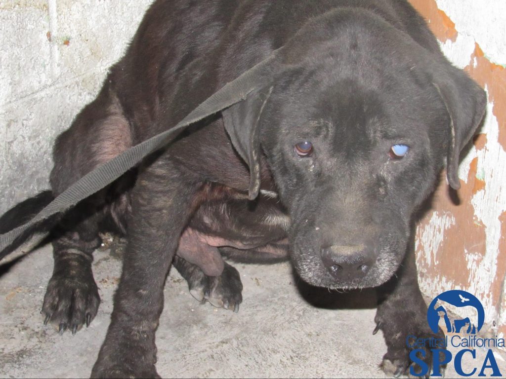 383 Neglected Animals 9