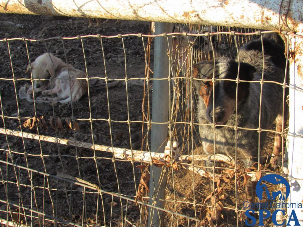 383 Neglected Animals 4