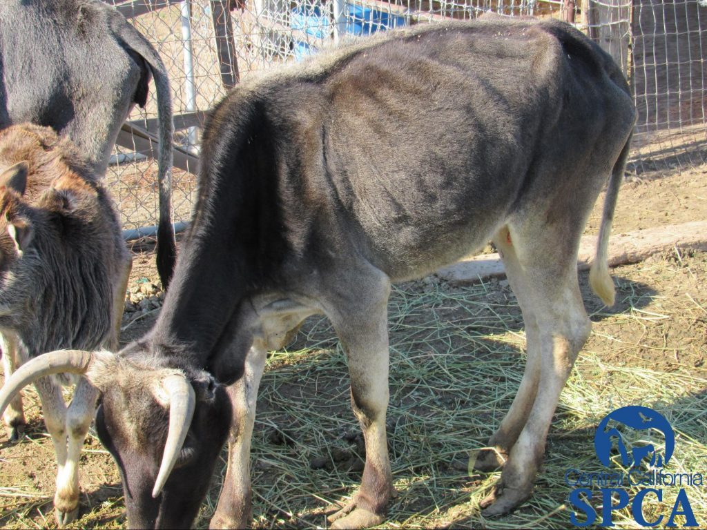 383 Neglected Animals 6