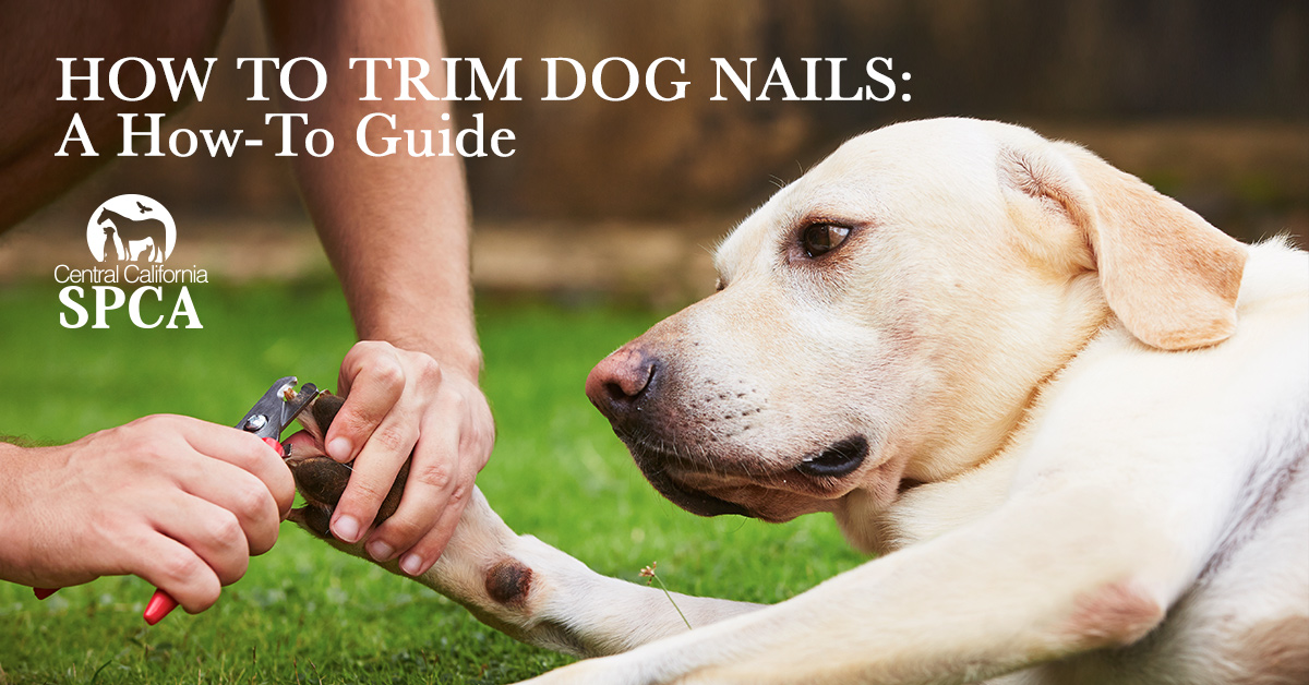 How-to-Trim-Dog-Nails-A-How-To-Guide