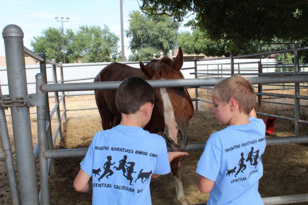 Paw-stitive Adventures Animal Camp 3