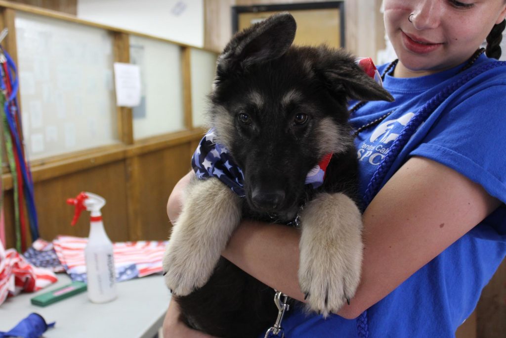 Microchip Madness Success 1