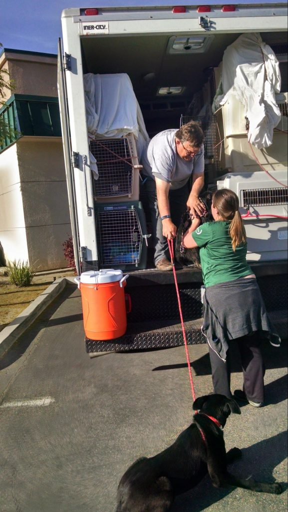 CCSPCA Rescue Tails 2