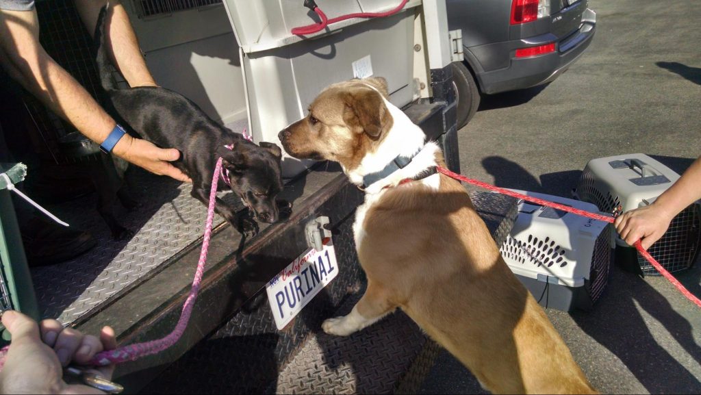 CCSPCA Rescue Tails 3