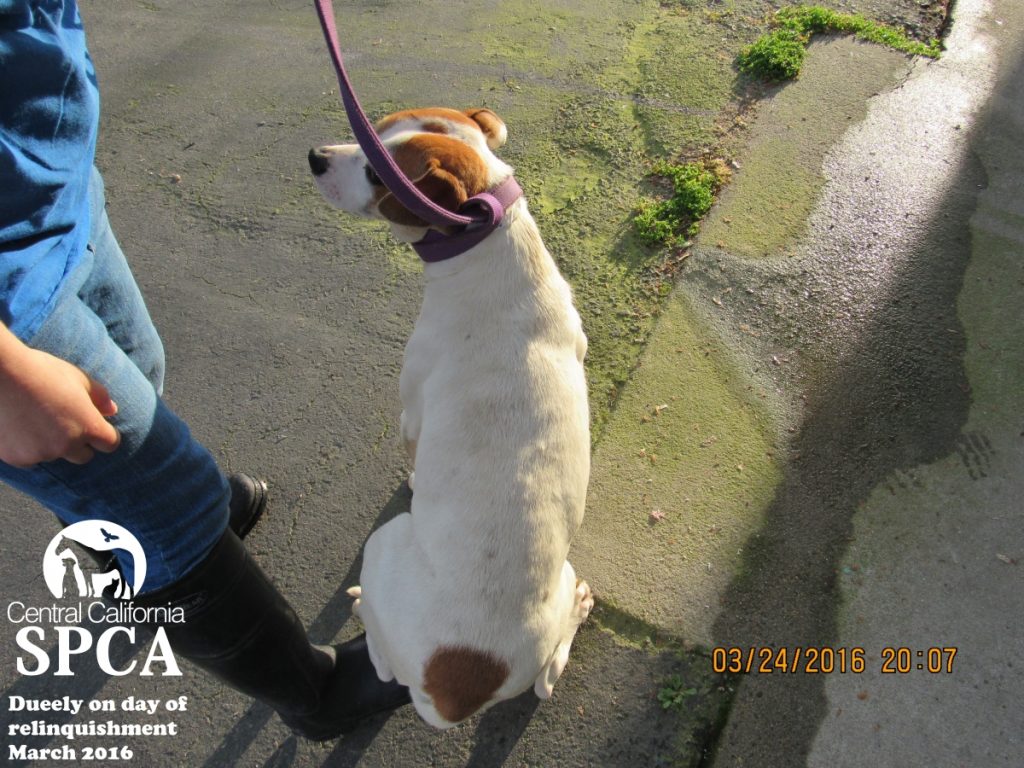 Fresno Woman Pleads No Contest for Willfully Neglecting Two Dogs 4