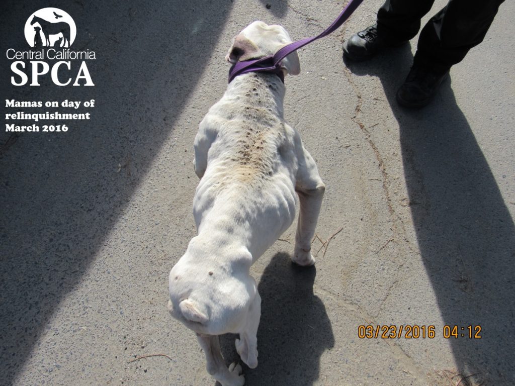 Fresno Woman Pleads No Contest for Willfully Neglecting Two Dogs 2