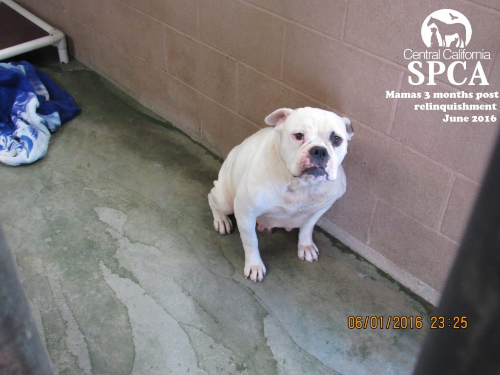 Fresno Woman Pleads No Contest for Willfully Neglecting Two Dogs
