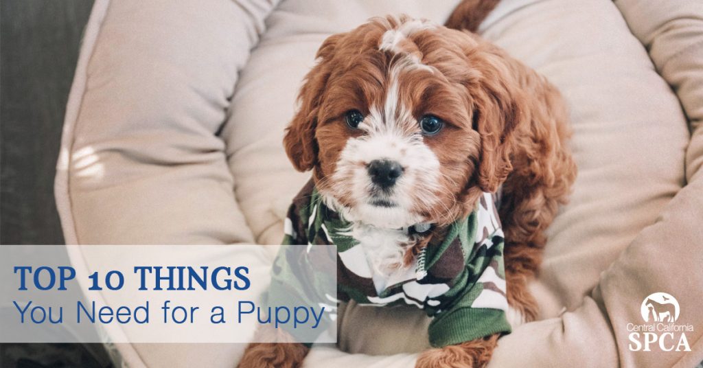 The Top 10 Things You Need for a Puppy
