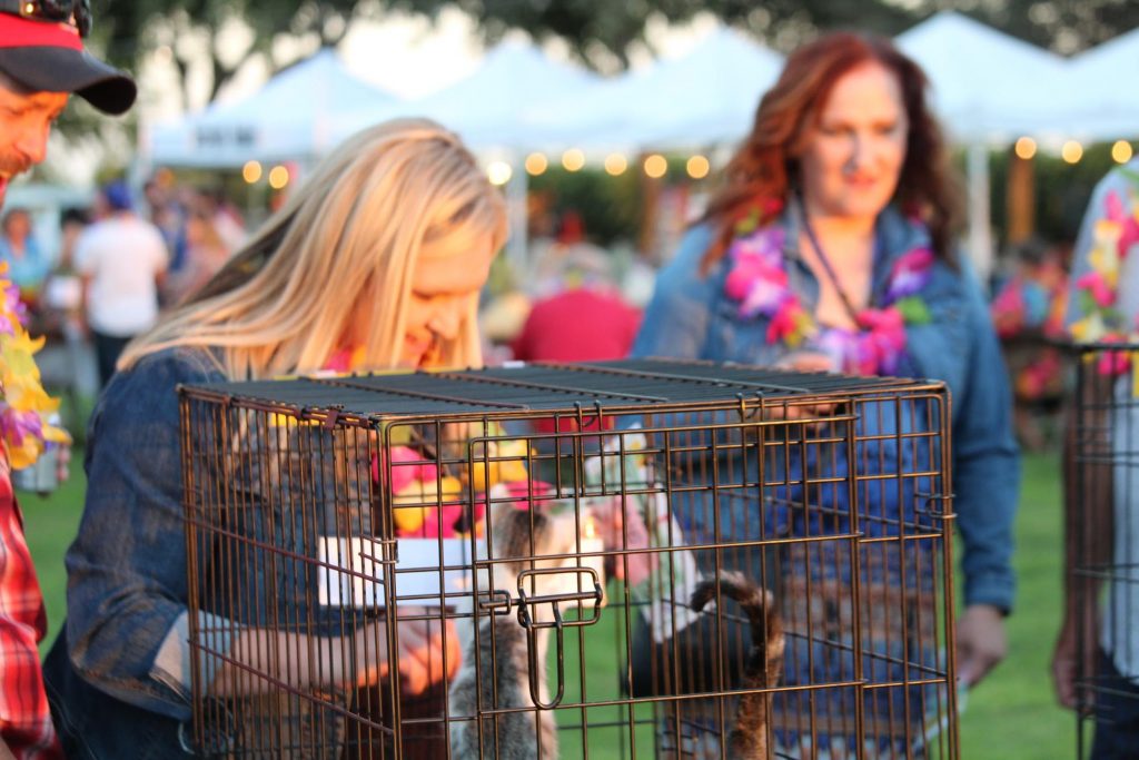 A Tropical Evening in Paradise-Bets for Pets 2018 Recap 2