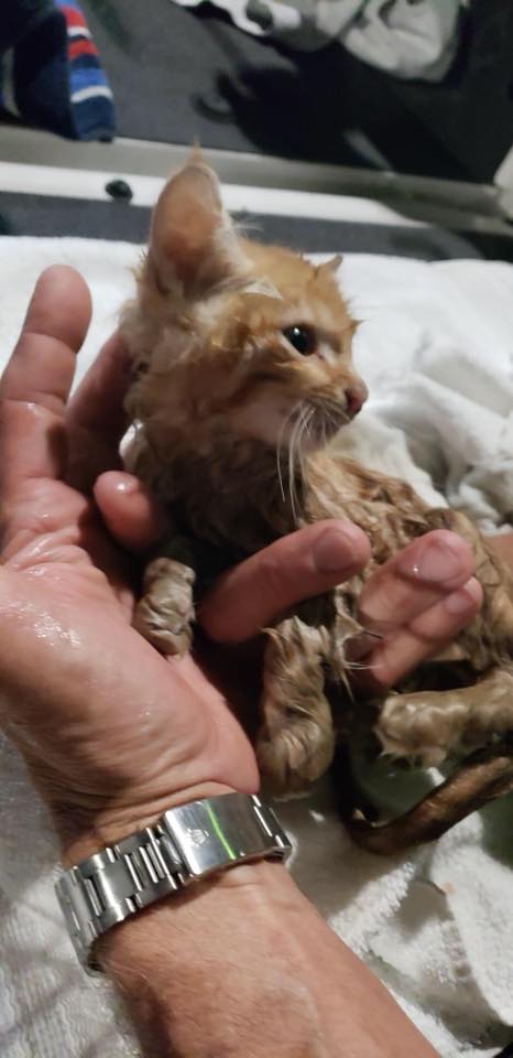 Club One Casino Owner Saves Cat from Manhole