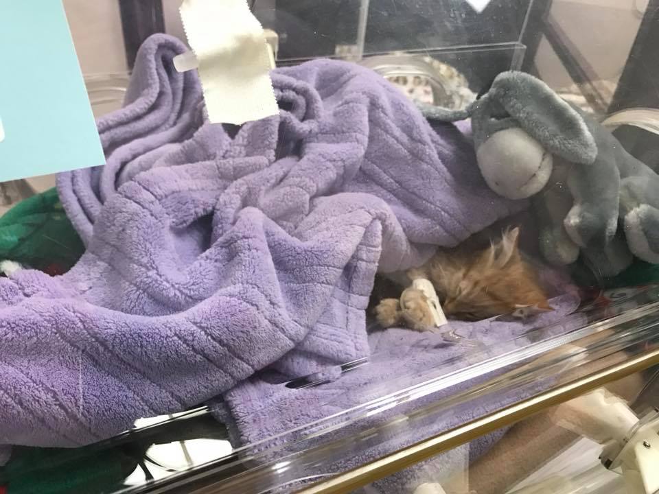 Club One Casino Owner Saves Cat from Manhole 2