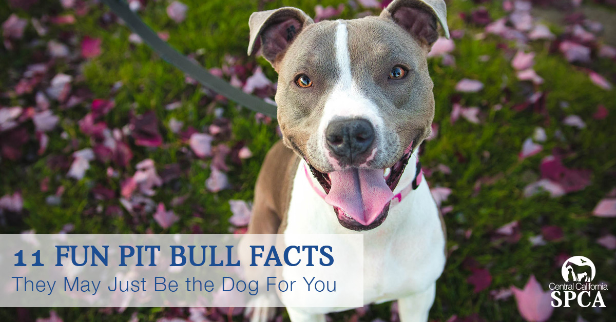 11-Fun-Pit-Bull-Facts