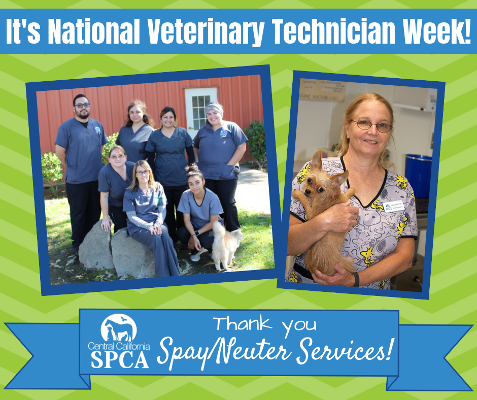 Thank You, SpayNeuter Services! 1