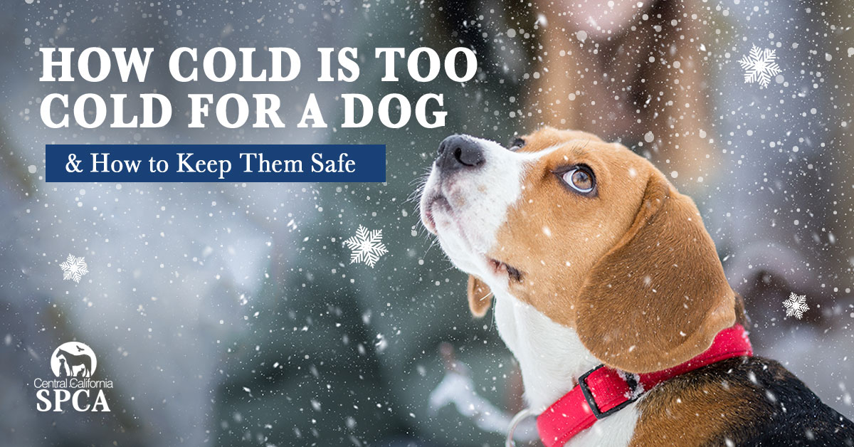 How-Cold-Is-Too-Cold-For-a-Dog-&-How-to-Keep-Them-Safe