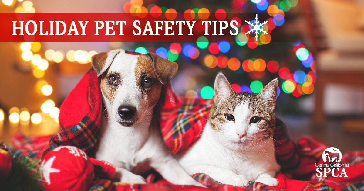Holiday pet safety tips