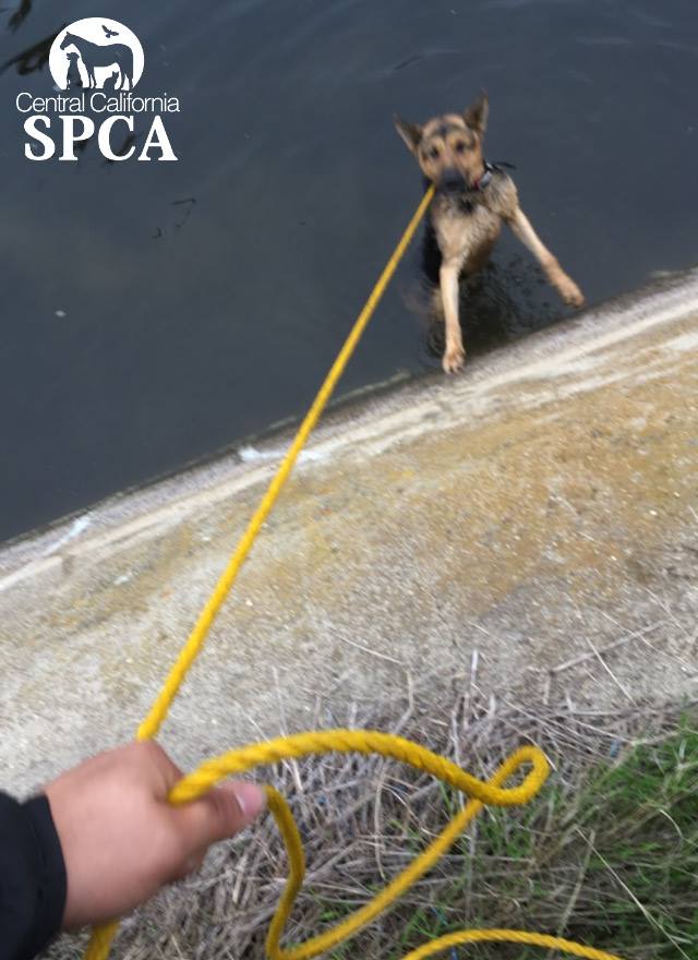 GSD Canal Rescue