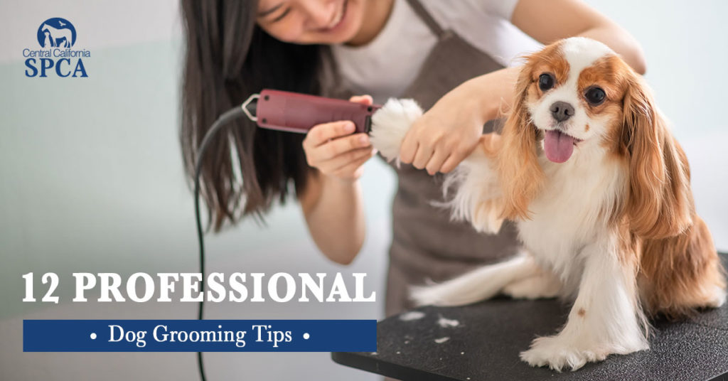 12-Professional-Dog-Grooming-Tips-
