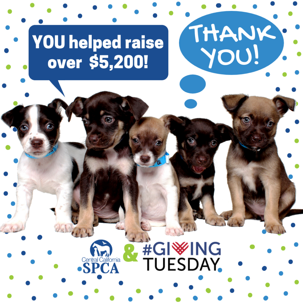 Thank YOU for a Successful #GivingTuesday!