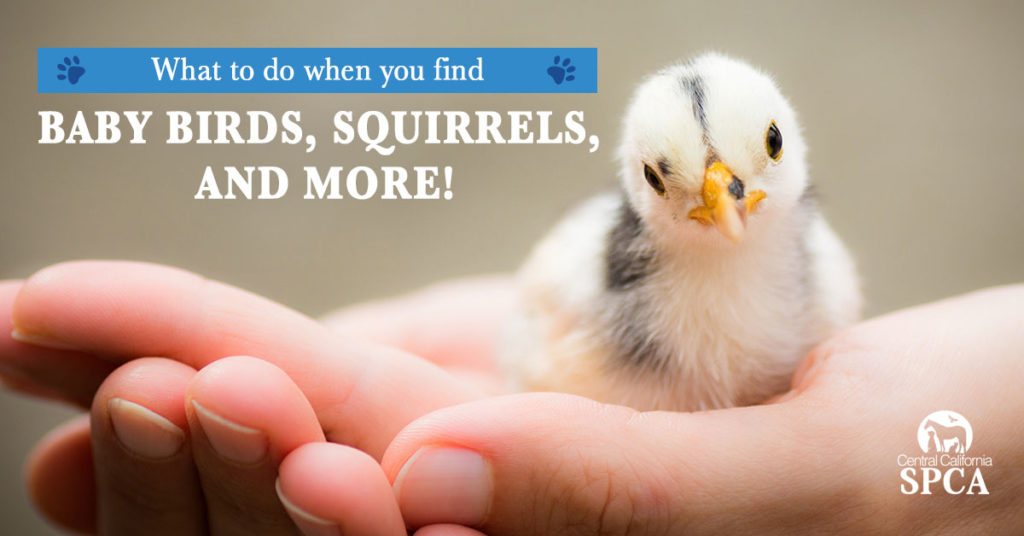 What-to-do-when-you-find-baby-birds,-squirrels,-and-more