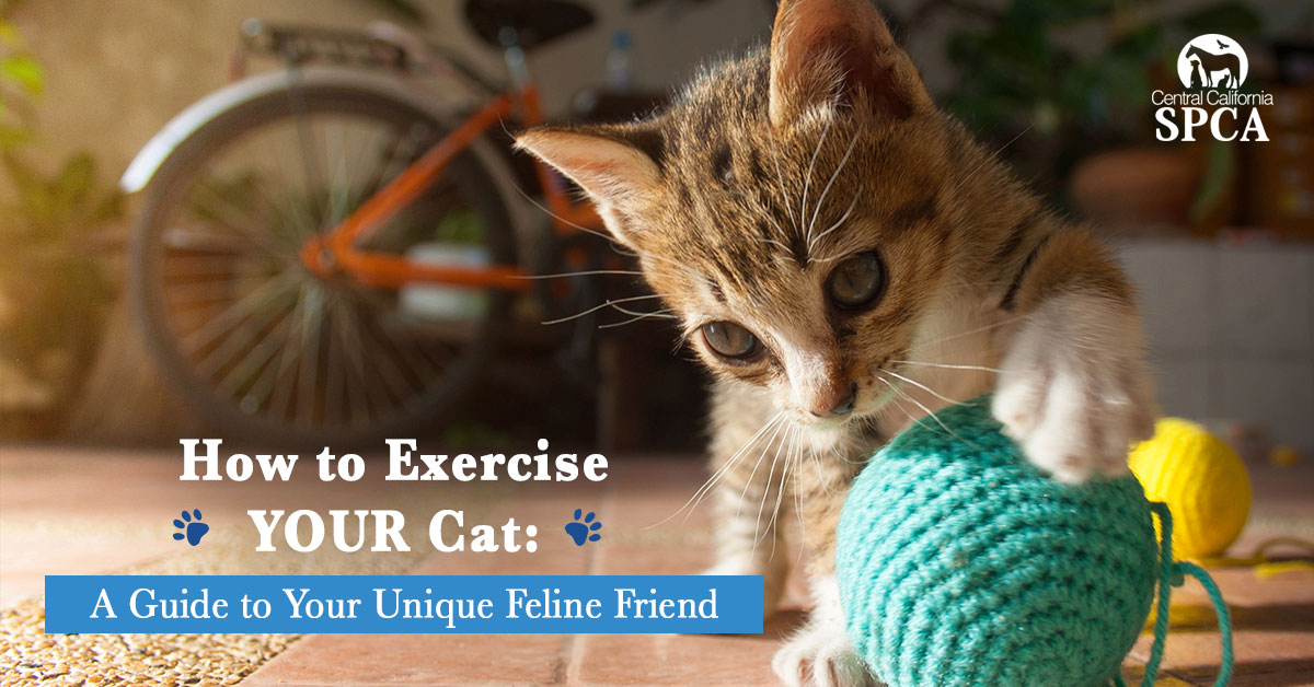 How-to-Exercise-YOUR-Cat----A-Guide-to-Your-Unique-Feline-Friend