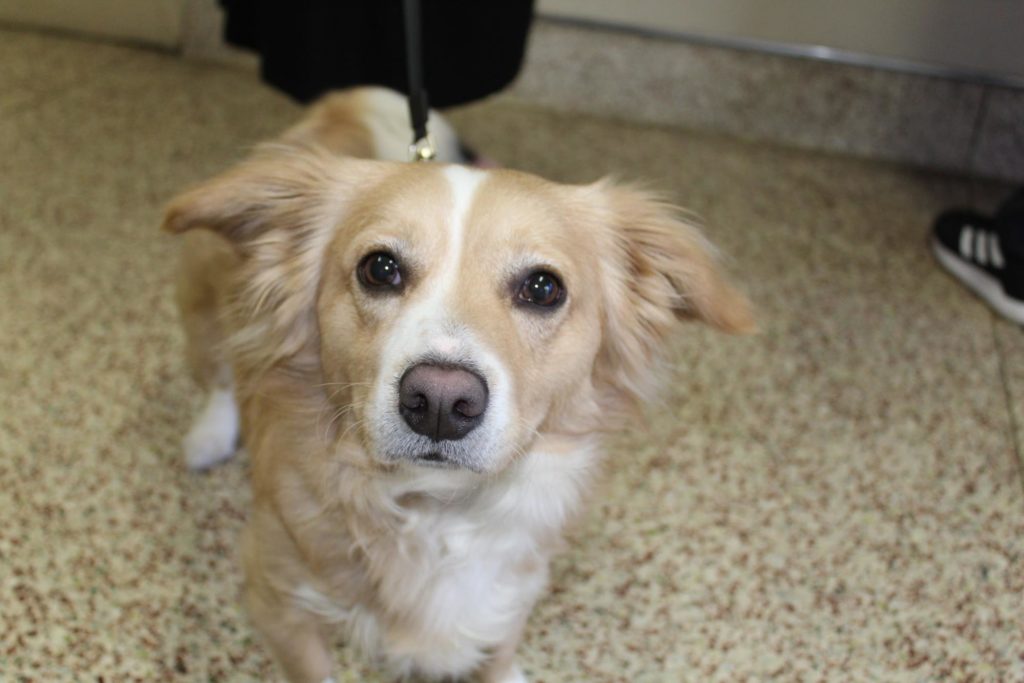 World Spay Day Recap 4