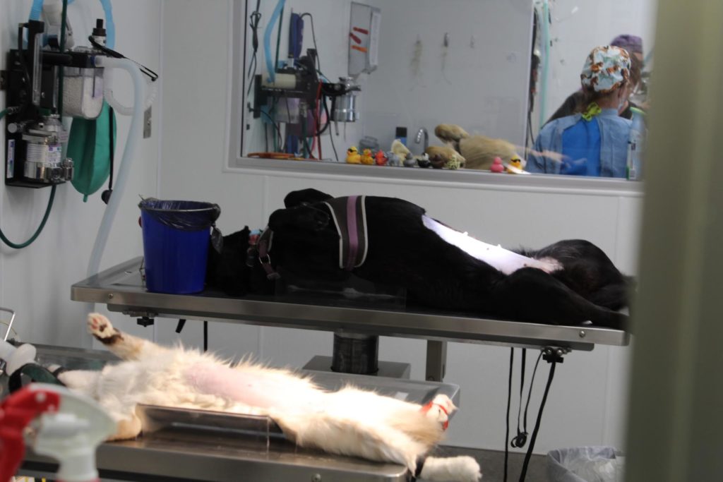 World Spay Day Recap 9