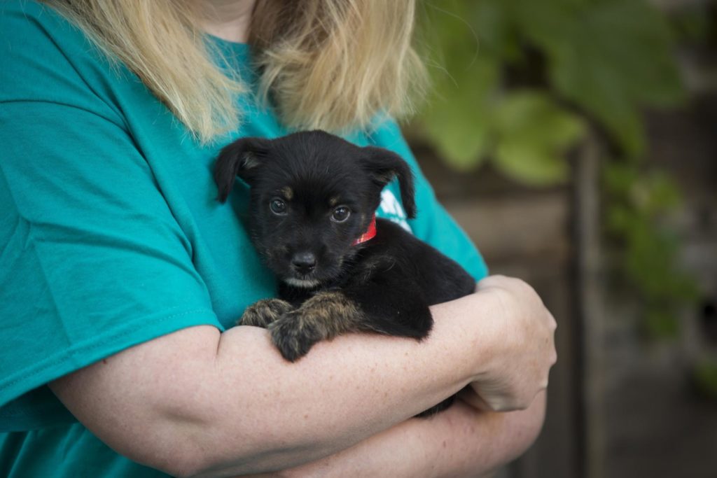 https://ccspca.com/blog-spca/volunteer-training-opportunities-available