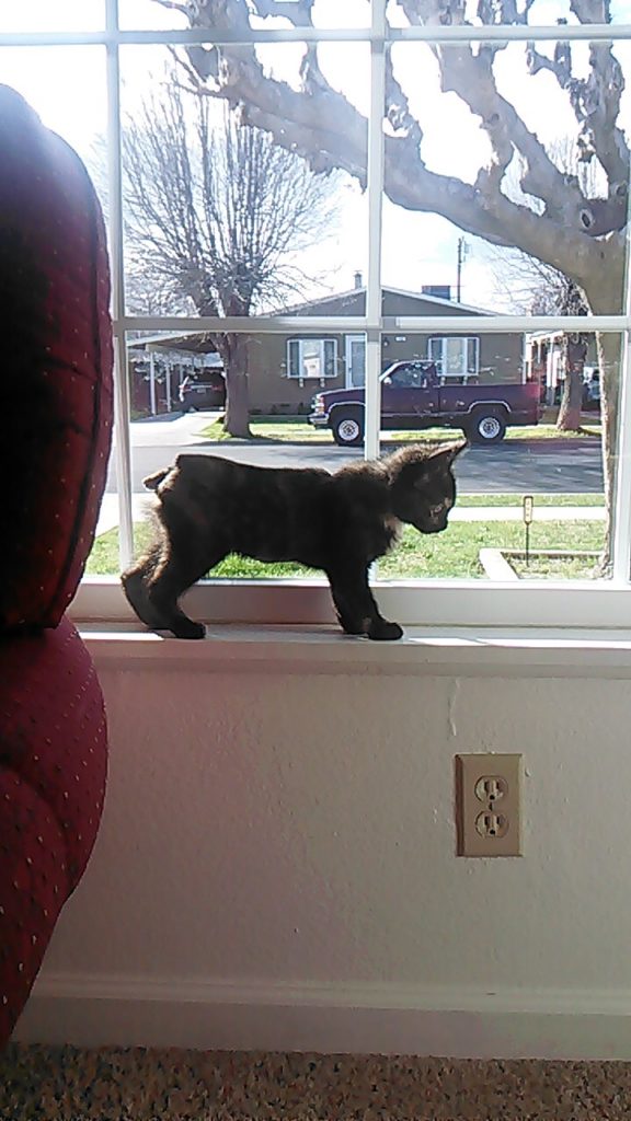 Wellness Fund Saves Kitten; Finds FURever home! 3