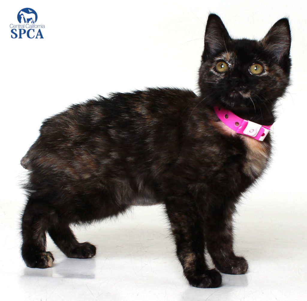 Wellness Fund Saves Kitten; Finds FURever home!