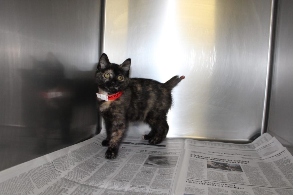Wellness Fund Saves Kitten; Finds FURever home! 2
