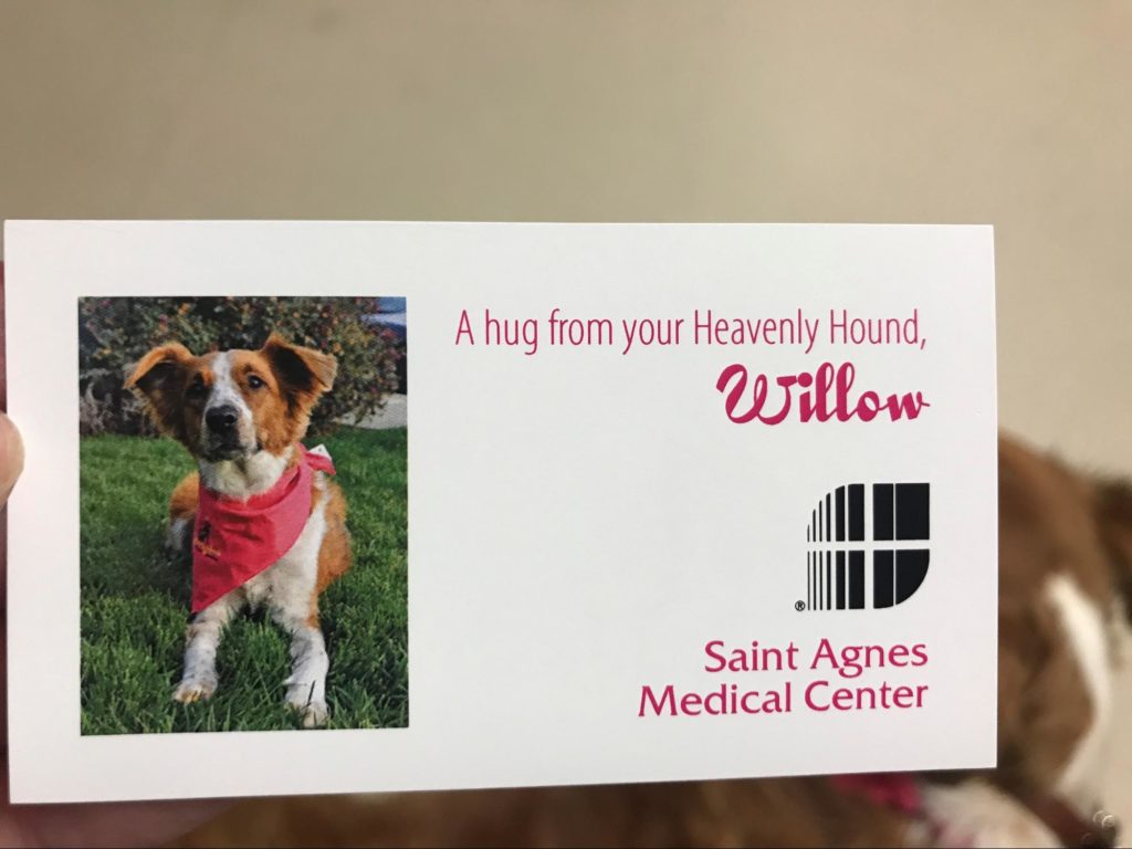 Adoption Pupdate Willow the Therapy Dog 2